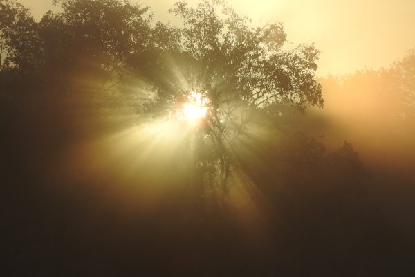 Doorbrekend zonlicht boom - Jeroen Peters